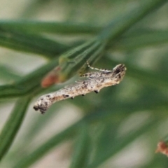 Epermenia exilis (Shark Moth (family Epermeniidae)) at Aranda, ACT - 17 Apr 2023 by CathB