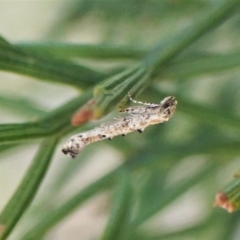 Epermenia exilis at Aranda, ACT - 17 Apr 2023 05:09 PM