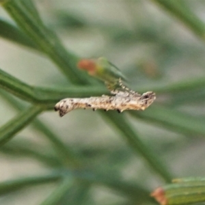 Epermenia exilis at Aranda, ACT - 17 Apr 2023