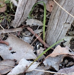 Lyperanthus suaveolens (Brown Beaks) at Aranda Bushland - 17 Apr 2023 by CathB