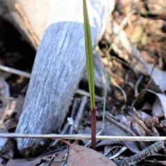 Lyperanthus suaveolens at Aranda, ACT - 17 Apr 2023