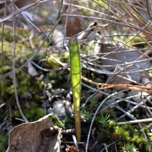 Lyperanthus suaveolens at Aranda, ACT - 17 Apr 2023