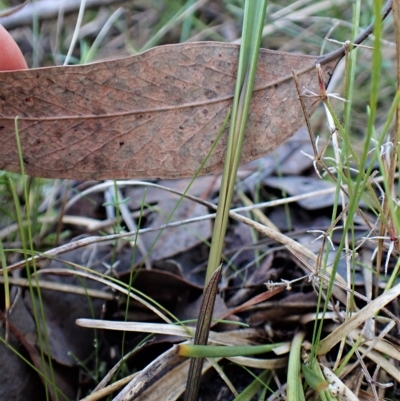 Lyperanthus suaveolens (Brown Beaks) at Aranda Bushland - 17 Apr 2023 by CathB