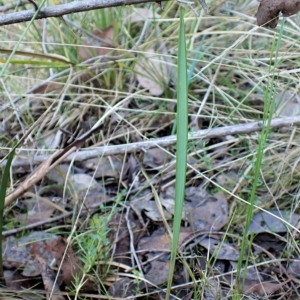 Lyperanthus suaveolens at Point 4081 - 17 Apr 2023