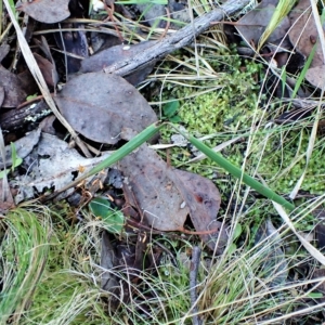 Lyperanthus suaveolens at Point 4081 - 17 Apr 2023