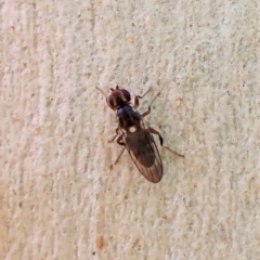 Unidentified True fly (Diptera) at Aranda Bushland - 17 Apr 2023 by CathB