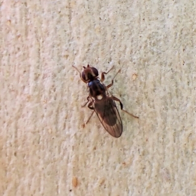 Periscelididae (family) (Periscelidid fly) at Aranda, ACT - 17 Apr 2023 by CathB