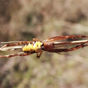 Cyrtophora moluccensis at Cook, ACT - 14 Apr 2023