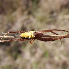 Cyrtophora moluccensis at Cook, ACT - 14 Apr 2023 03:02 PM