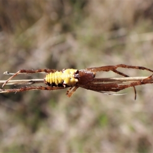 Cyrtophora moluccensis at Cook, ACT - 14 Apr 2023