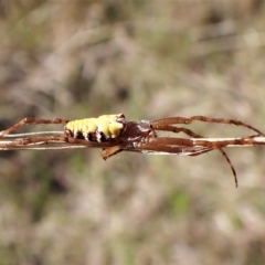 Cyrtophora moluccensis at Cook, ACT - 14 Apr 2023