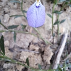 Pigea monopetala (Slender Violet) at Krawarree, NSW - 16 Apr 2023 by LPadg