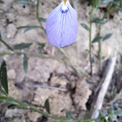 Pigea monopetala (Slender Violet) at Deua National Park (CNM area) - 16 Apr 2023 by LPadg