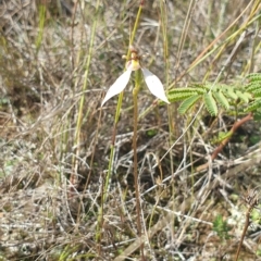 Eriochilus cucullatus (Parson's Bands) at Kowen, ACT - 18 Apr 2023 by gregbaines