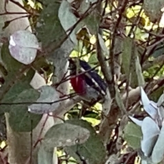 Petroica rosea (Rose Robin) at Wandiyali-Environa Conservation Area - 17 Apr 2023 by Wandiyali