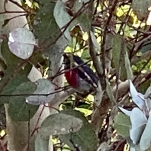 Petroica rosea at Googong, NSW - 18 Apr 2023