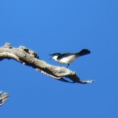 Myiagra inquieta (Restless Flycatcher) at Tennent, ACT - 17 Apr 2023 by Christine