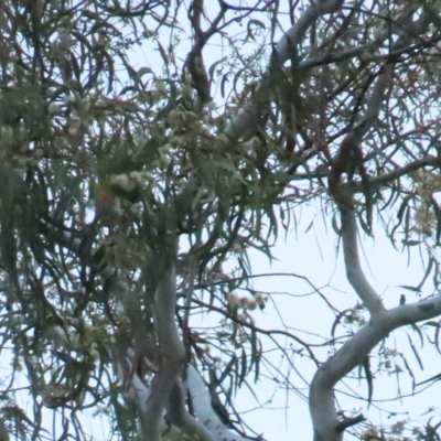 Glossopsitta concinna (Musk Lorikeet) at Narrabundah, ACT - 18 Apr 2023 by BenW