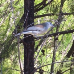 Colluricincla harmonica (Grey Shrikethrush) at Mount Taylor - 17 Apr 2023 by MatthewFrawley