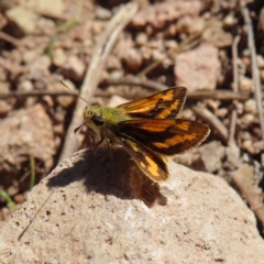 Ocybadistes walkeri (Green Grass-dart) at Mount Taylor - 17 Apr 2023 by MatthewFrawley