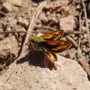 Ocybadistes walkeri at Narrabundah, ACT - 17 Apr 2023 02:27 PM