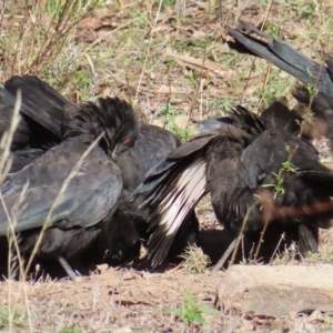 Corcorax melanorhamphos at Narrabundah, ACT - 17 Apr 2023