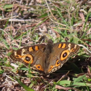 Junonia villida at Narrabundah, ACT - 17 Apr 2023