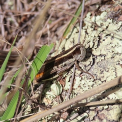 Macrotona australis (Common Macrotona Grasshopper) at Pearce, ACT - 17 Apr 2023 by MatthewFrawley