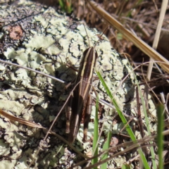 Macrotona australis at Pearce, ACT - 17 Apr 2023