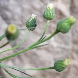 Erigeron bonariensis (Flaxleaf Fleabane) at Woodforde, SA by trevorpreston