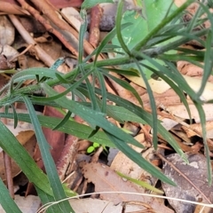 Erigeron bonariensis at Woodforde, SA - 18 Apr 2023