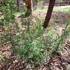 Erigeron bonariensis at Woodforde, SA - 18 Apr 2023 02:11 PM