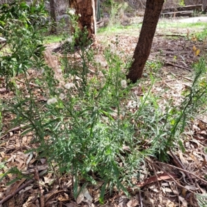 Erigeron bonariensis at Woodforde, SA - 18 Apr 2023