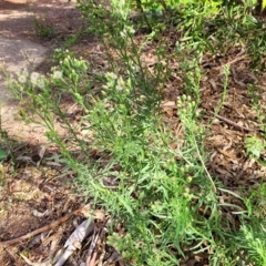 Erigeron bonariensis at Woodforde, SA - 18 Apr 2023 02:11 PM