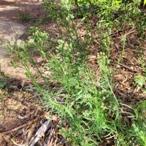 Erigeron bonariensis at Woodforde, SA - 18 Apr 2023