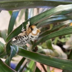 Unidentified Wood moth (Cossidae) at East Carnarvon, WA - 17 Apr 2023 by Hoddo