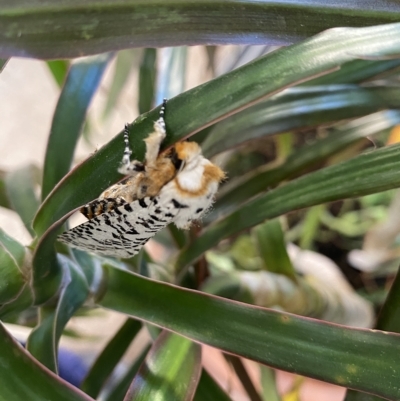 Unidentified Wood moth (Cossidae) by Hoddo