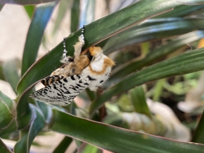 Unidentified Wood moth (Cossidae) at East Carnarvon, WA - 17 Apr 2023 by Hoddo