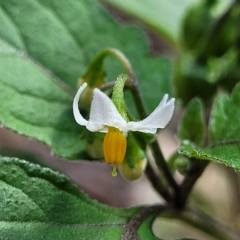 Solanum nigrum (Black Nightshade) at Woodforde, SA - 18 Apr 2023 by trevorpreston