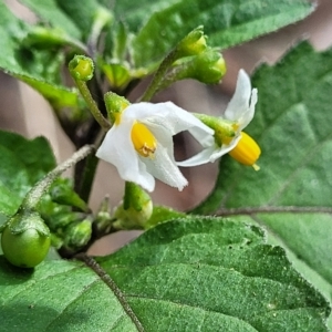 Solanum nigrum at Woodforde, SA - 18 Apr 2023