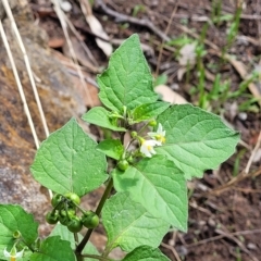 Solanum nigrum at Woodforde, SA - 18 Apr 2023