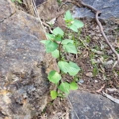 Solanum nigrum at Woodforde, SA - 18 Apr 2023 02:10 PM