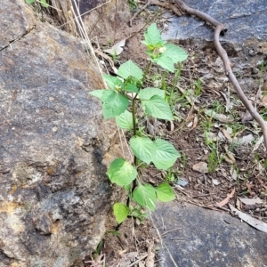 Solanum nigrum at Woodforde, SA - 18 Apr 2023