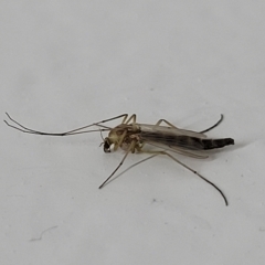 Unidentified Crane fly, midge, mosquito or gnat (several families) at Woodforde, SA - 18 Apr 2023 by trevorpreston