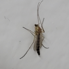 Chironomidae (family) at Woodforde, SA - 18 Apr 2023 02:09 PM