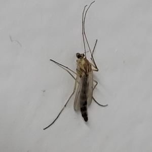 Chironomidae (family) at Woodforde, SA - 18 Apr 2023 02:09 PM