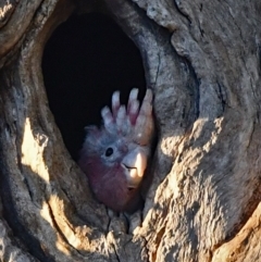 Eolophus roseicapilla (Galah) at Higgins, ACT - 18 Jan 2021 by Untidy