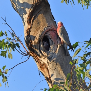 Eolophus roseicapilla at Higgins, ACT - 18 Jan 2021