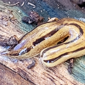 Artioposthia adelaidensis at Woodforde, SA by trevorpreston