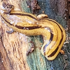 Artioposthia adelaidensis at Woodforde, SA - 18 Apr 2023